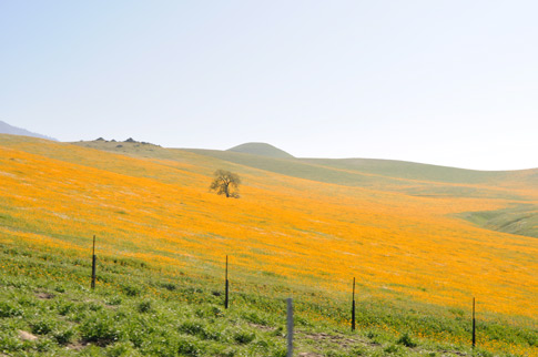 Orange! California poppies?